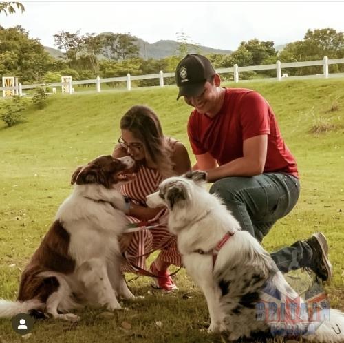 Stella - Blue Merle (Bento x Pandora)