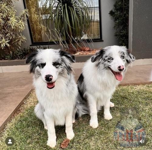 Malu e Bartolomeu (Pandora x Bento)