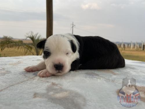 Macho 3. 13 dias de vida.