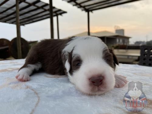 Macho 1. 13 dias de vida.