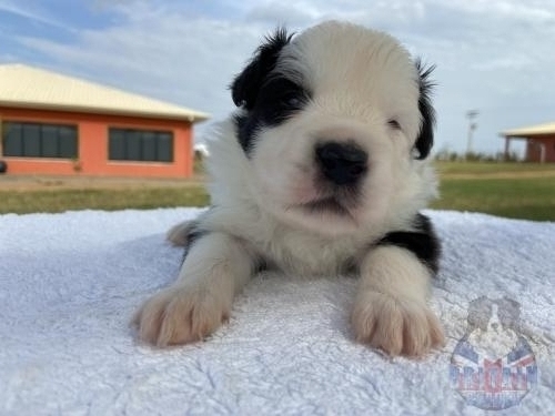 Macho 3. 20 dias de vida.