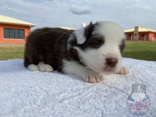 Macho 1. 20 dias de vida.