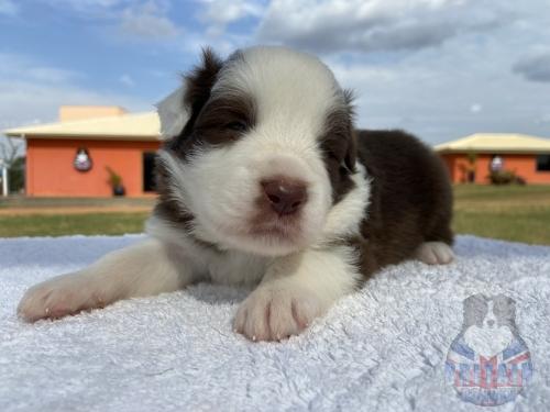 Macho 1. 20 dias de vida.
