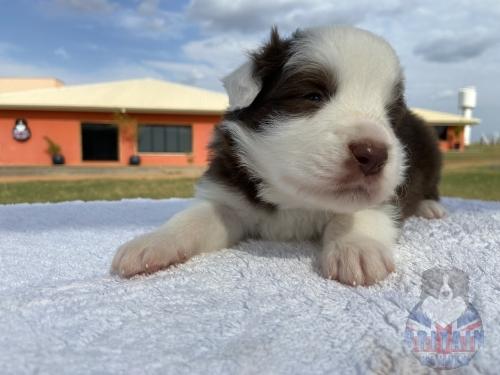Macho 1. 20 dias de vida.