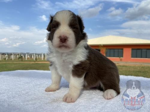 Macho 2. 20 dias de vida.