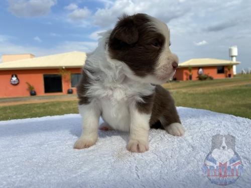 Macho 2. 20 dias de vida.