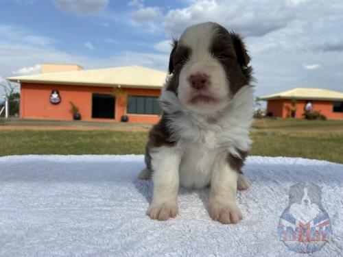 Macho 2. 20 dias de vida.
