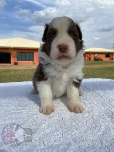 Macho 2. 20 dias de vida.