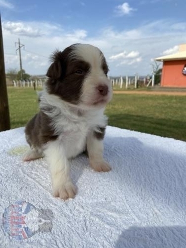 Macho 2. 20 dias de vida.