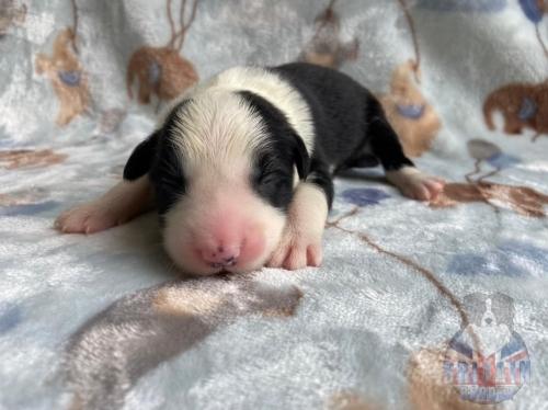 Macho 1. 6 dias.