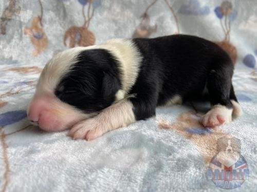 Macho 1. 6 dias.