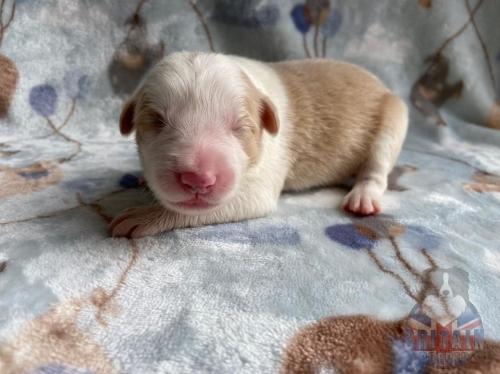 Macho 2. 6 dias.