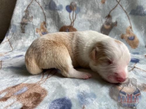 Macho 2. 6 dias.