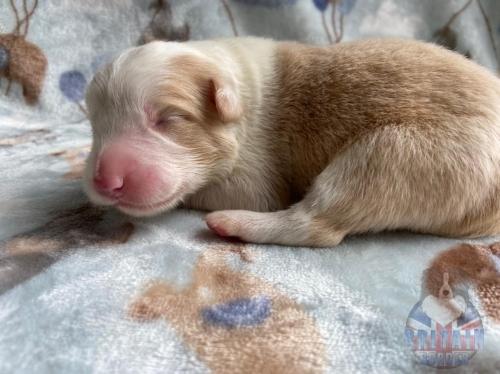 Macho 2. 6 dias.